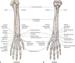 Sharing ministry and faith muscle or tendon. The Forearm Wrist And Hand Musculoskeletal Key