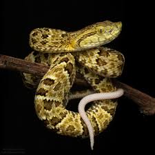Image result for Bothrops punctatus