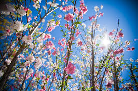 Welcome To Toowoomba Carnival Of Flowers Flower Show Toowoomba The Colour Of Spring
