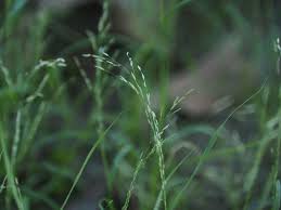 Image result for Eragrostis pilosa
