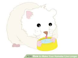 How To Make Your Hamster Live Longer Hamster Live Hamster Live Long This trust score are given to websites with a medium to low risk. how to make your hamster live longer