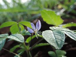 Image result for Cleome rutidosperma