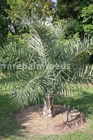 Image result for Syagrus