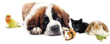 We hope this will help both you. All Pets Veterinary Clinic Home Facebook