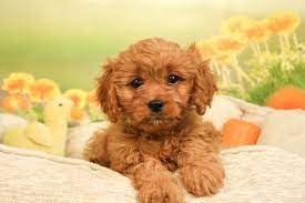 Cavapoo Puppy Lap Dog Breeds Cavalier King Charles Spaniel Cavapoo Puppies