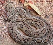 Russell S Viper Wikipedia A large and highly venomous asiatic viper. russell s viper wikipedia