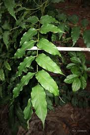 Image result for Fernandoa magnifica