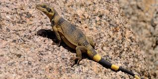 What is the year before 1 a.d. Death Valley Plants Animals Visit California