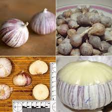Jun 15, 2021 · bawang merah adalah satu bumbu masak populer di berbagai negara. Jual Bawang Putih Tunggal Impor Lokal Murah 2018