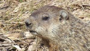 Groundhog Vs Woodchuck What S The Difference Animal Facts Groundhog Animals