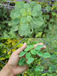 Image result for Acalypha indica