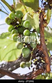 Image result for peronospora grapevine