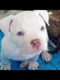 Black And White Pitbull Puppy With Blue Eyes Pin By Diego Nena On Dogs Pitbulls Pitbull Puppies White Pitbull Puppies Puppies With Blue Eyes