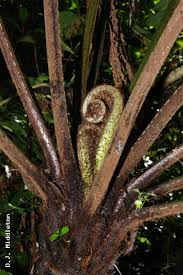 Image result for Cyathea cf. humilis