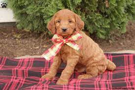 Four irish doodle puppies for sale 3 males and 1 female mother is an irish setter father is a standard white poodle (both parents are akc registered). Irish Doodle Puppies For Sale Greenfield Puppies