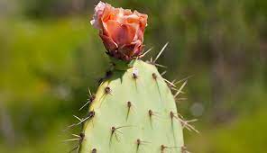 Birds tend to like a cactus plant's fruits and seeds. Prickly Pear Cactus San Diego Zoo Animals Plants
