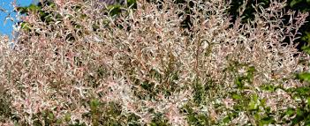 The north american native plant salix discolor, a deciduous shrub, is the most common species, though the european species s. Salix Integra Hakuro Nishiki Plant Care Tips Horticulture Co Uk