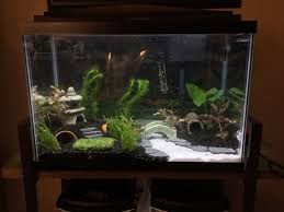 My Newly Planted Betta Sorority 20 Gallon 20 Gallon Long Aquarium Betta Aquascape