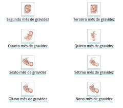 Cite Os Principais Eventos Da Gestacao Brainly Com Br
