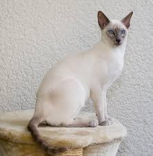 The color points are not apparent in the. Siamese Cat Wikipedia