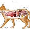 The muscles of the lower back help stabilize rotate flex and extend the spinal column which is a bony tower of 24 vertebrae that gives the. 1