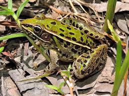 Image result for Leptochloa obtusiflora