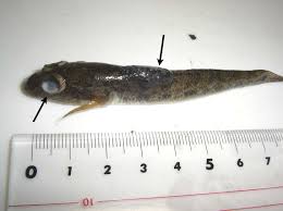 fishparasite.fs.a.u-tokyo.ac.jp