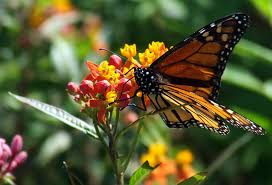 Monarch Butterfly Asclepias Curassavica Tropical Milkweed Asclepias Milkweed Monarch Butterfly