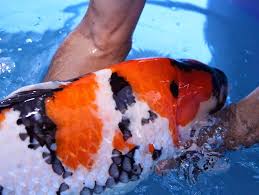 Perbedaan induk jantan dan induk betina pada ikan mas koki bagian yang diamati 1. Panduan Lengkap Budidaya Ikan Koi Cara Mudah Dan Hasil Panen Melimpah