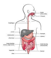 inflammatory bowel disease ibd what is it features cdc