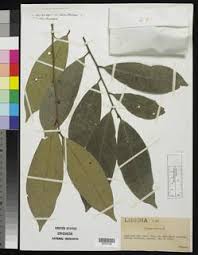 Image result for Phyllanthus polyspermus