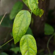 Image result for Tiliacora