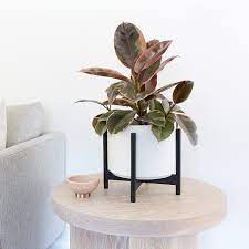 Special price $152 $190 save 20% off. Revival Ceramics White Planter Pot With Black Stain Stand Williams Sonoma