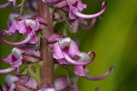 Image result for Thomandersia laurentii