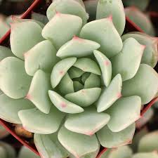 Image result for Criscianthus