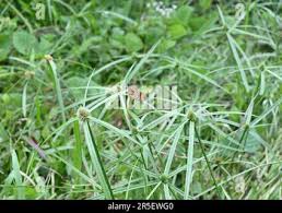 Image result for Cyperus sp.no.3