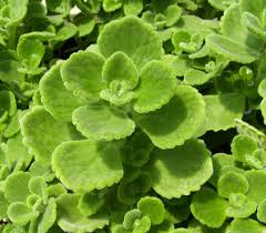 Oregano — which literally means joy of the mountain — dates back to the greek and romans. Thyme Spanish Cuban Oregano