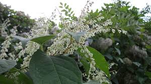 The Hague residents take property owner to court over invasive knotweed