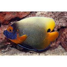 Blueface Angel Saltwater Aquarium Fish Marine Aquarium Life Under The Sea