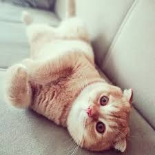 Wimpy Cat House Auf Twitter Connor Erkek D T 03 06 2019 Scottish Fold Red Golden Beylikduzu 05304661349 05438458426 Redgolden Cattery Kedi Catslove Cats Catsofinstagram Instacat Beylikduzukedi Istanbulkedi Yavrukedi Babycat