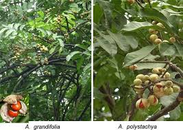 Image result for Aphanamixis