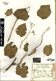 Image result for Cissus cucumerifolia