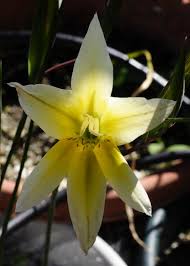 Image result for Gladiolus trichonemifolius