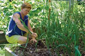 Watering garlic is not necessary unless there is a drought, in which case water sparingly, as garlic hates wet soil. Grow Your Own Garlic Finegardening