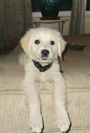 New English Cream Puppy as a Christmas Gift After Losing a Pet