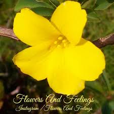 Yellow flowers names in tamil. Flowers And Feelings Flowersfeelings Twitter