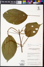 Image result for Boehmeria macrophylla