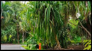 Conoce Pandanus, los árboles que caminan del Jardín Botánico Culiacán -  Mazatlán Interactivo