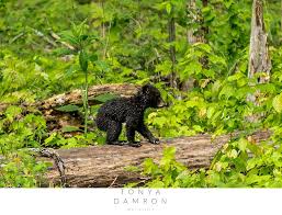 Or you could leave cades cove with your rv & drive the 20 curvey mile road to elkmont & stay the night before contining to gatlinburg the next day. Black Bear Cubs Cade S Cove Gatlinburg Tn Photographer