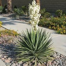Image result for Yucca